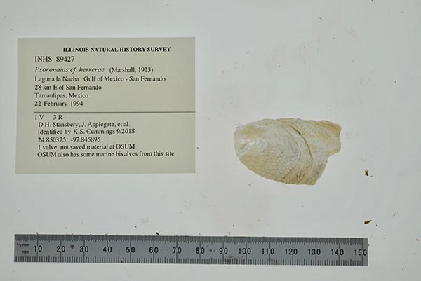 image of lot INHS_89427