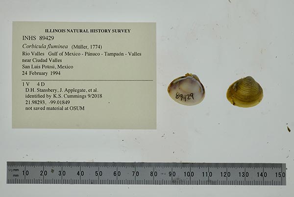 image of lot INHS_89429