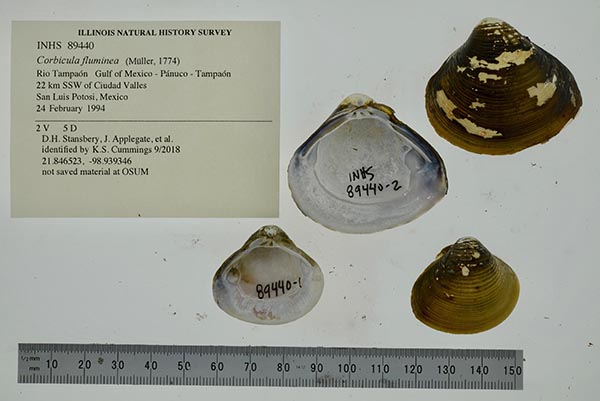 image of lot INHS_89440