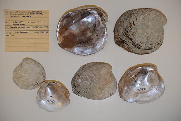 image of lot OSUM_18868