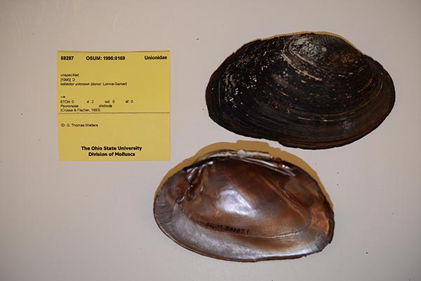 image of lot OSUM_58287