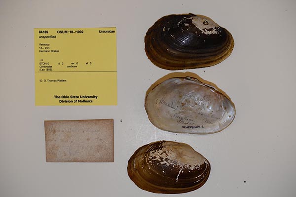 image of lot OSUM_84189