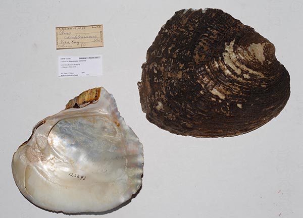 image of lot USNM_123293