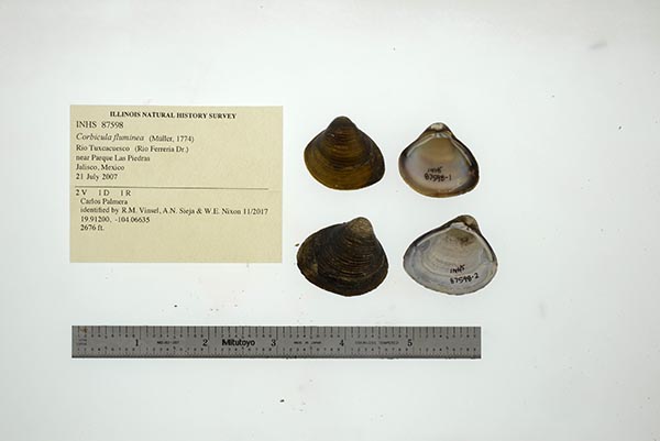 image of lot INHS_87598