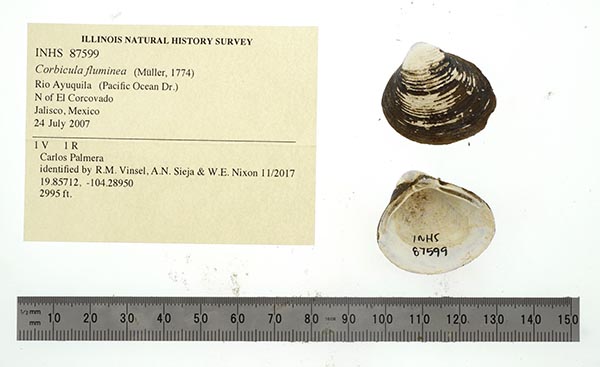 image of lot INHS_87599