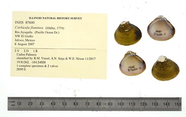 image of lot INHS_87600