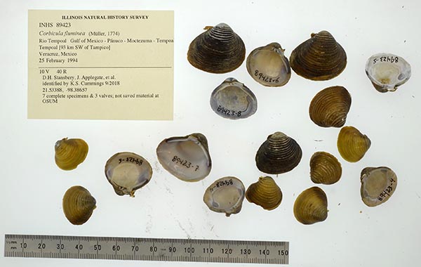 image of lot INHS_89423