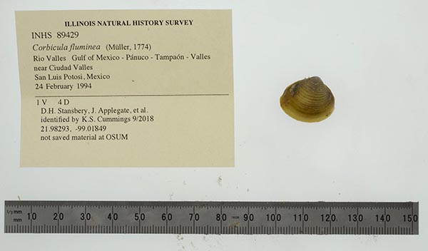 image of lot INHS_89429