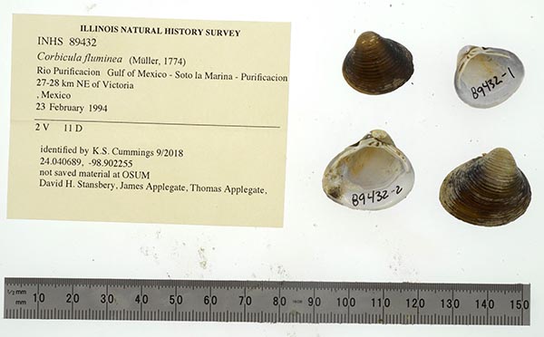 image of lot INHS_89432