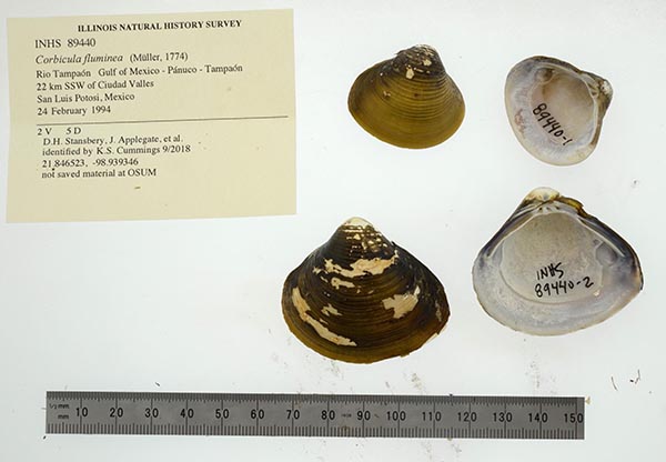 image of lot INHS_89440