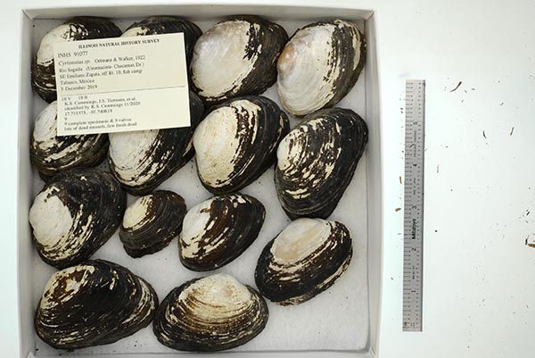 image of lot INHS_91077