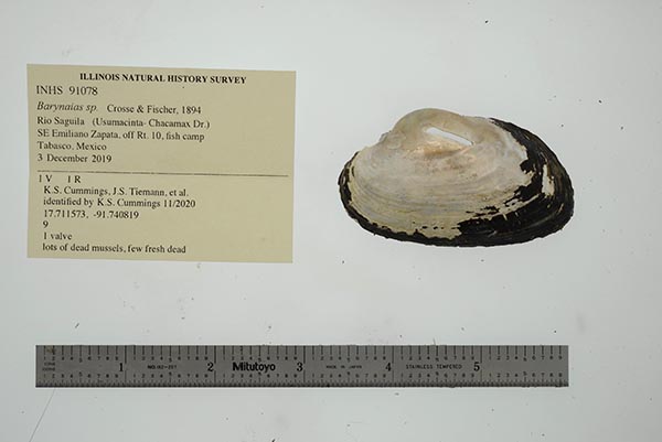 image of lot INHS_91078