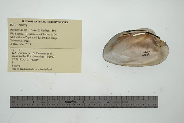 image of lot INHS_91078