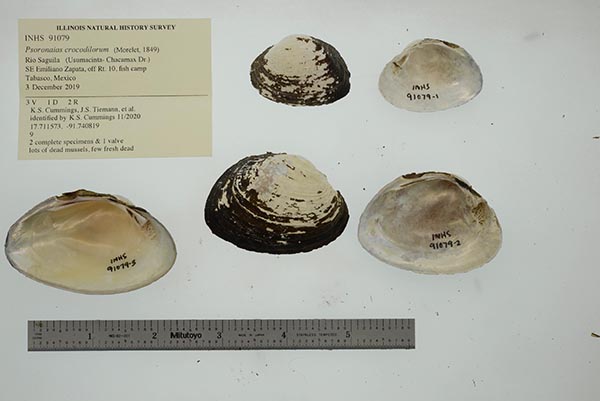 image of lot INHS_91079