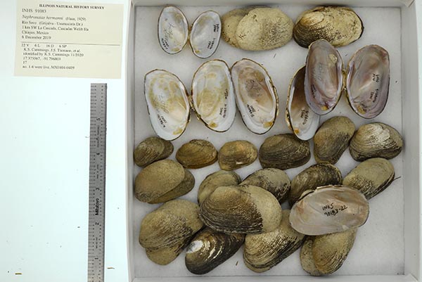 image of lot INHS_91083