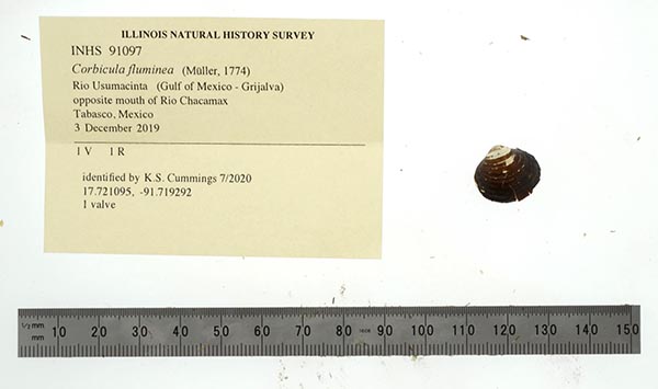 image of lot INHS_91097