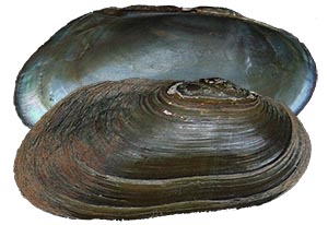 Decorative image of a representative Aspathariinae