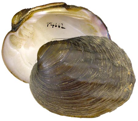 Decorative image of a representative Ambleminae