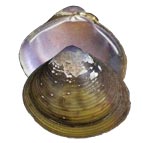 Decorative image of a representative Venerida