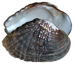 Decorative image of a representative Gibbosulinae