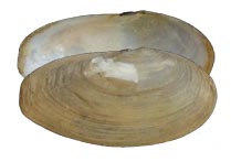 Decorative image of a representative Cultellinae