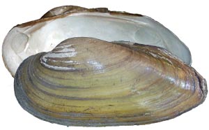 Decorative image of a representative Unionida