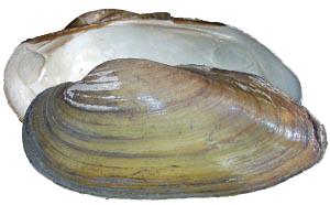 Decorative image of a representative Unionida