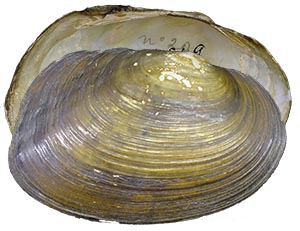 Decorative image of a representative Velesunioninae