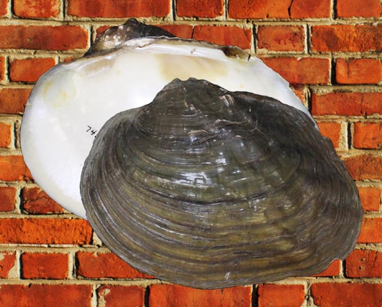 Arcidens confragosus