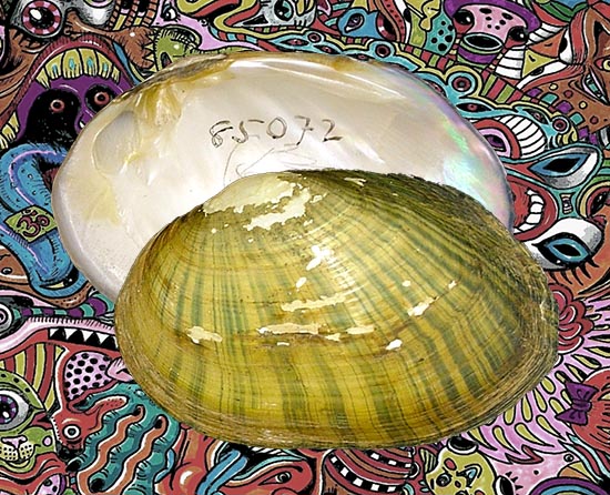 Actinonaias sapotalensis