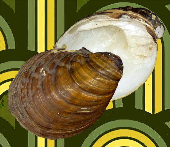 Aculamprotula zonata