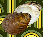 Aculamprotula zonata