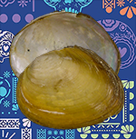 Brachyanodon impura