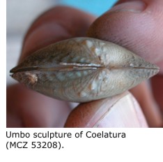 Umbo sculpture of Coelatura