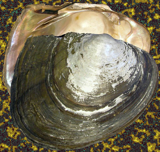 Chamberlainia hainesiana