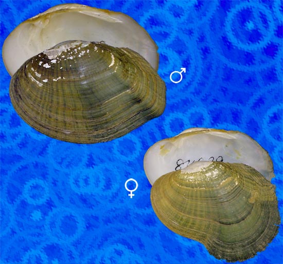 Epioblasma capsaeformis