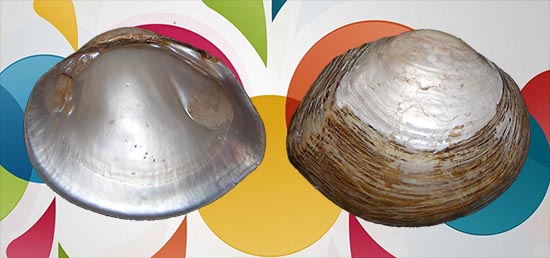 Glebula rotundata