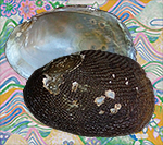 Iridea granosa