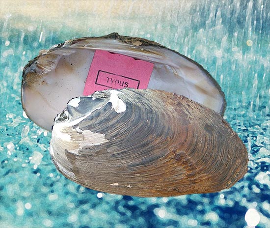 Inversiunio reinianus