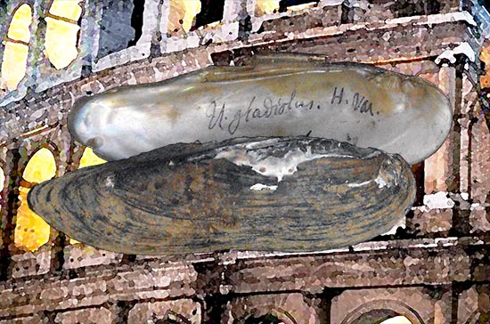 Lanceolaria gladiola