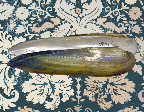 Lanceolaria grayana