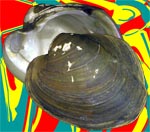 Monocondylaea paraguayana