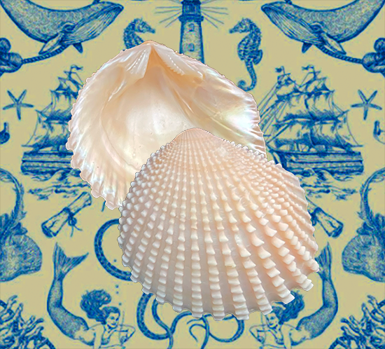 Neotrigonia bednalli