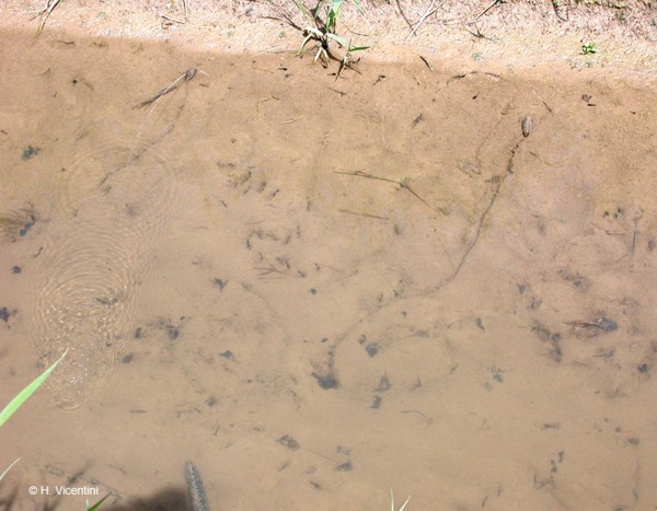 Unio crassus spurting