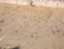 Unio crassus spurting