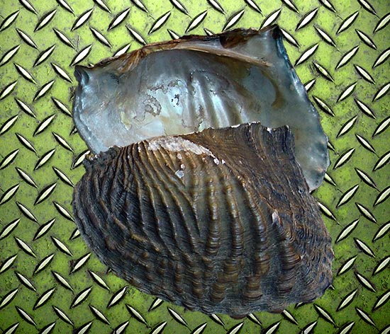 Triplodon corrugatus