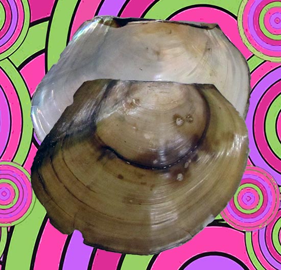 Utterbackiana
