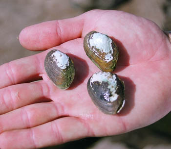Coelatura specimens