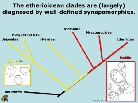 Slide showing the distribution of larval morphologies among the families of the Unionoida.