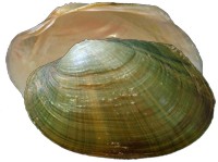 mussel pic